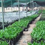Cashew-nursery