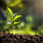 Plant-breeders-