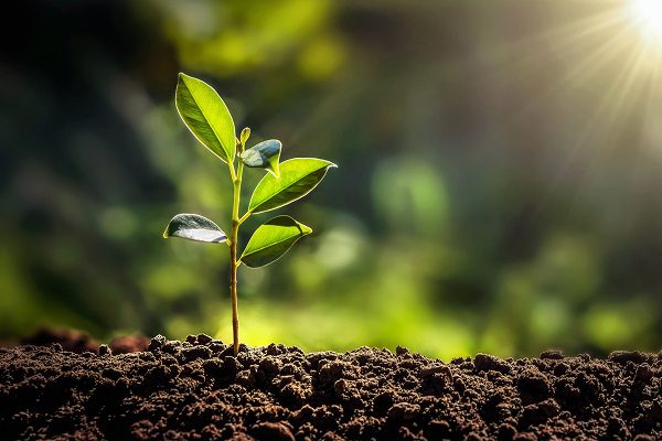 Plant-breeders-