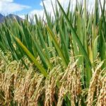 Rice-Paddy-Production.-600x330