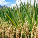 SRI-hybrid-rice-field