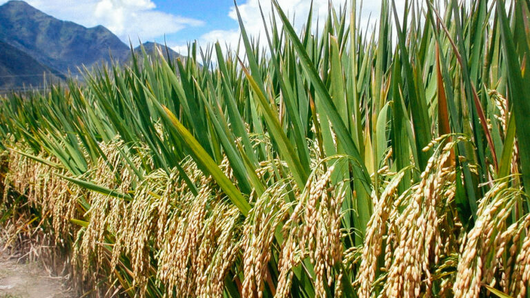 SRI-hybrid-rice-field