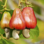 Cashew nut fruits