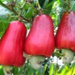 cashew-nuts-2-wpcf_800x600