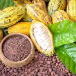 cocoaghana-news_