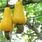 1200px-Cashew_apples