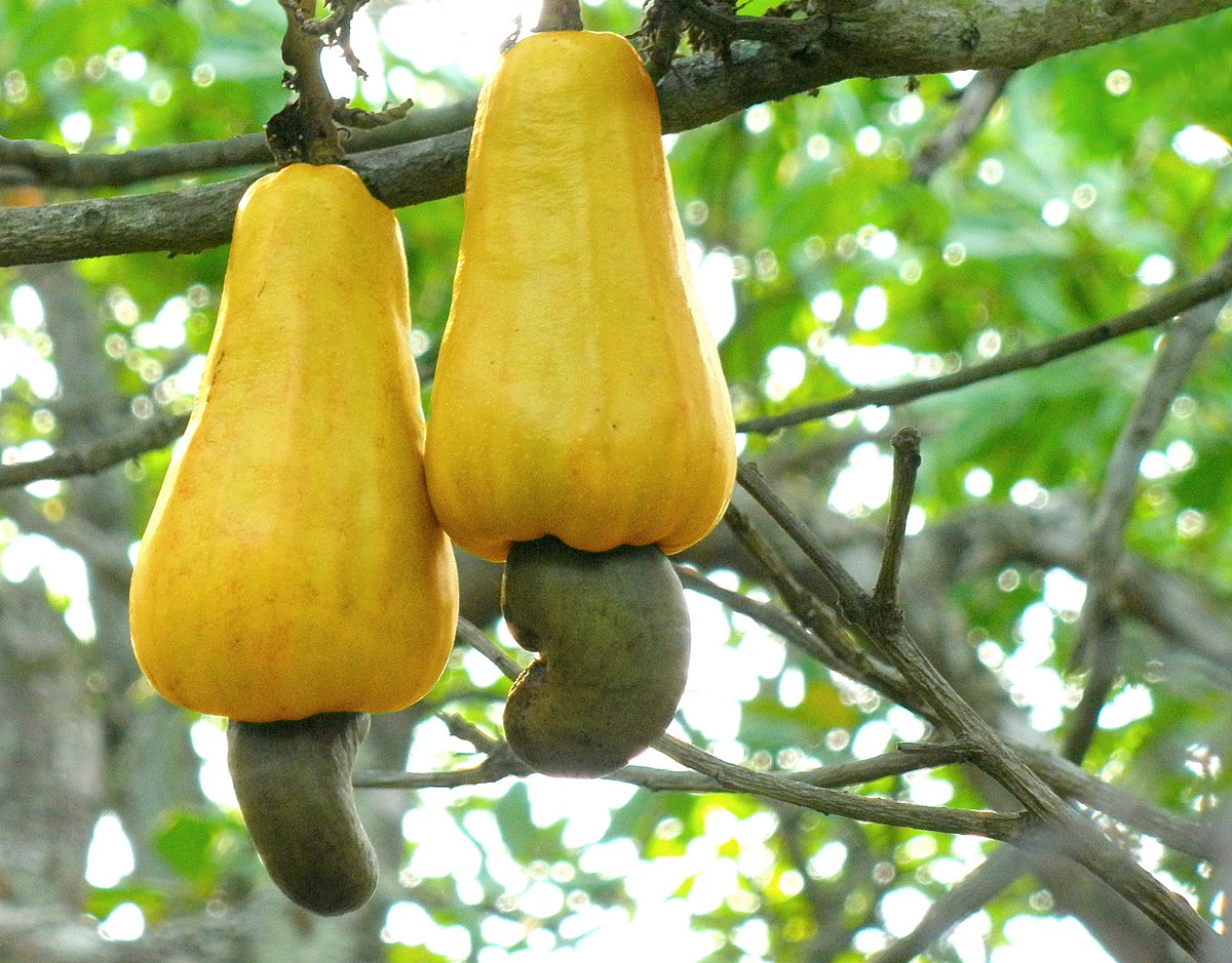 1200px-Cashew_apples
