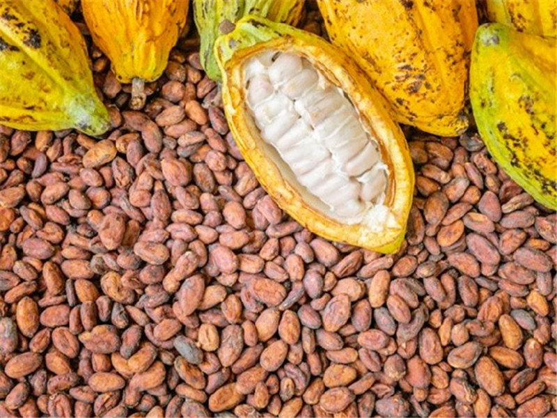 2020-11-20_0_Ghana_Threatens_To_Suspend_Cocoa_Companies’_Sustainability_Schemes