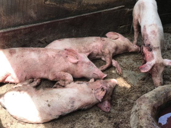 Africa-Swine-Fever-2-565x424