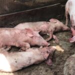 Africa-Swine-Fever-2-scaled