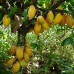 Cocoa-Pods-On-Tree