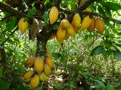 Cocoa-Pods-On-Tree