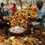 Cocoa-farmers