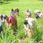 Farmers_EPS