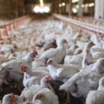 PoultryProduction_Lead