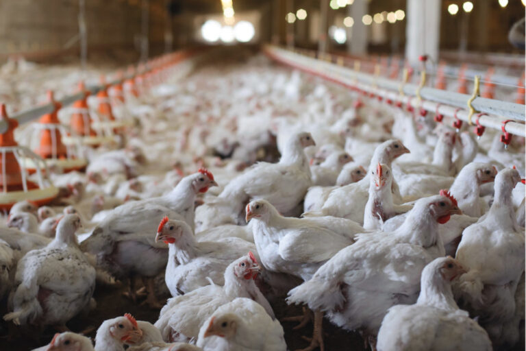 PoultryProduction_Lead