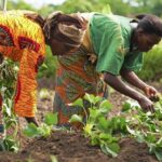 agric