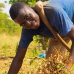 gizIMAGE_bauer_ernte_bio_erdnuessen_ghana_02_rdax_782x439