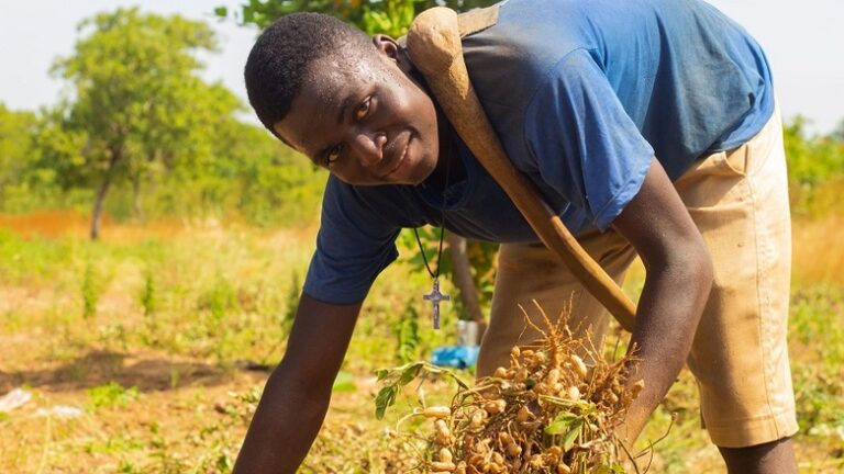 gizIMAGE_bauer_ernte_bio_erdnuessen_ghana_02_rdax_782x439