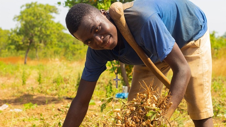 gizIMAGE_bauer_ernte_bio_erdnuessen_ghana_02_rdax_782x439