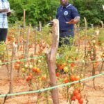 open-pollinated-tomato-3-681x1024