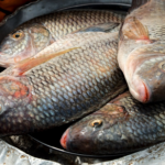 tilapia