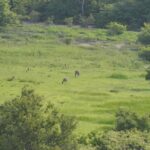 Charities-urged-to-stop-animal-gifting-programs-to-address-escalating-climate-crisis-1