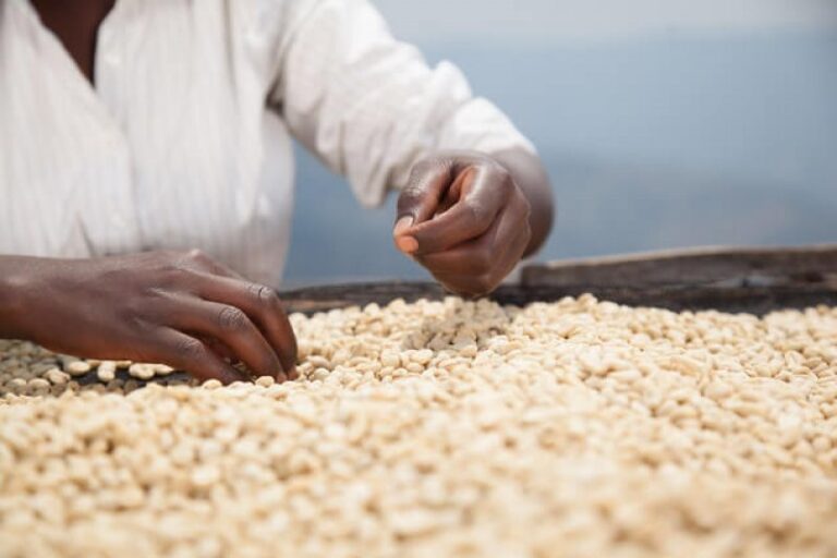 Coffee-farmer-Rwanda-pedphla8v5myjej4yuotqpqhnhvehcxx64guohbh76