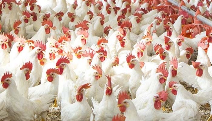 Investing-in-broiler-chicken-production