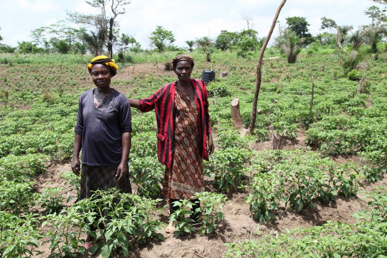 Organic-Farming