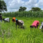 Peasant-Farmers