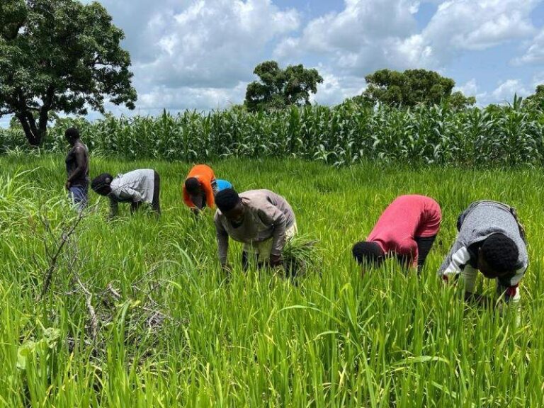 Peasant-Farmers