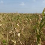 WhatsApp-Image-2021-04-12-at-9.40.57-AM-565x424