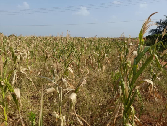 WhatsApp-Image-2021-04-12-at-9.40.57-AM-565x424