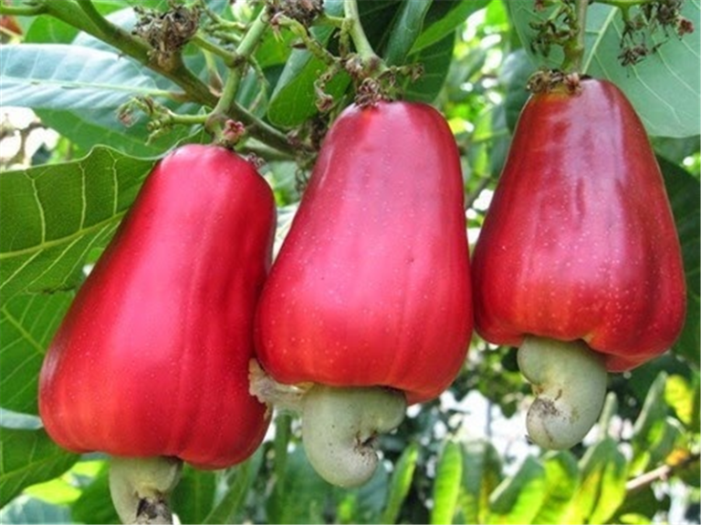 cashew-nuts-2-wpcf_800x600