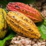 cocoa