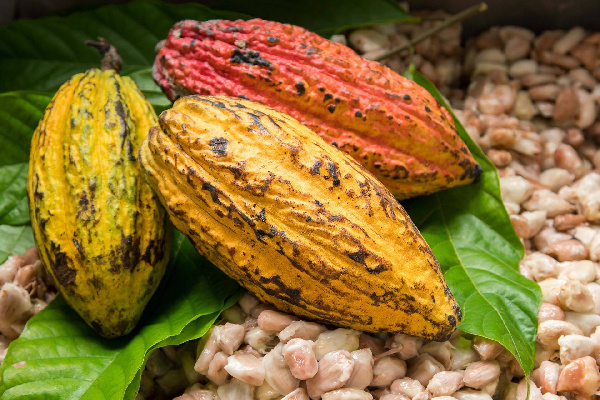 cocoa