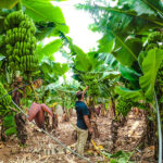 in-article-bananaplantations02