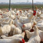 Chicken-Bird-Flu-636x424