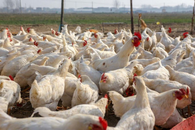 Chicken-Bird-Flu-636x424
