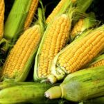 Maize