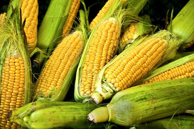 Maize