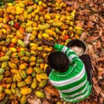 The-Right-Price-Could-premiums-paid-by-the-government-eradicate-child-labor-in-Ghana-s-cocoa-industry_wrbm_large