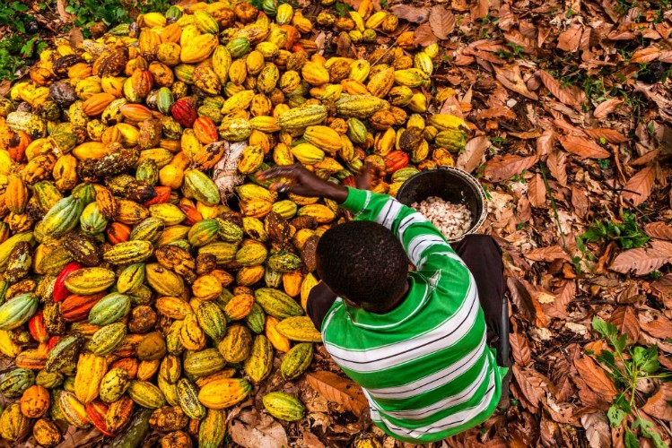 The-Right-Price-Could-premiums-paid-by-the-government-eradicate-child-labor-in-Ghana-s-cocoa-industry_wrbm_large