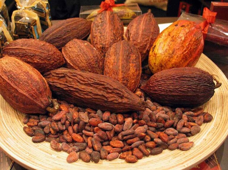 cocoa-4_3