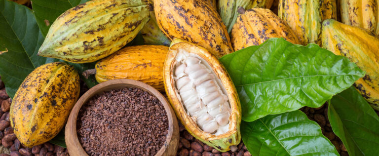cocoa-success-story