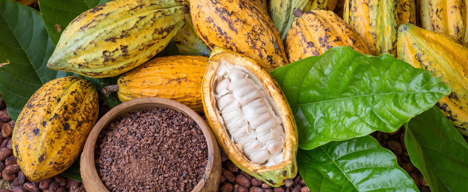 cocoa-success-story