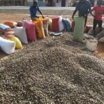 raw-cashew-nuts-1500558566-598481