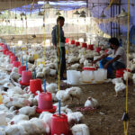 Poultry-farm
