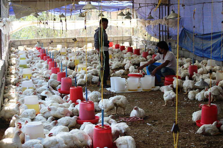 Poultry-farm